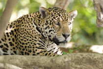 Close-up of a Jaguar (Panthera onca) von Panoramic Images