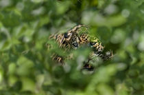 Jaguar (Panthera onca) behind leaves von Panoramic Images