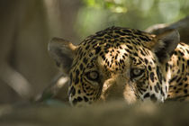 Close-up of a Jaguar (Panthera onca) von Panoramic Images