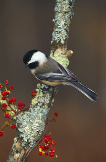 Black-capped chickadee bird on tree branch with berries, Michigan, USA. von Panoramic Images