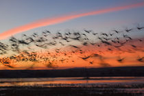 Silhouetted Snow Geese In Flight von Panoramic Images