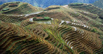 High angle view of a terraced field, Dragon's Back, China von Panoramic Images