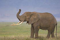 Side profile of an African elephant standing in a field by Panoramic Images