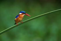 Malachite Kingfisher Tanzania Africa von Panoramic Images