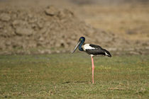 Close-up of a Black-Necked stork (Ephippiorhynchus asiaticus) by Panoramic Images