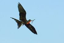 Great Frigate (Fregata minor) flying in the sky, Galapagos Islands, Ecuador von Panoramic Images