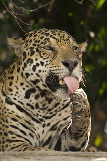 Jaguar (Panthera onca) licking its paw by Panoramic Images