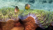 Two Skunk Anemone fish and Indian Bulb Anemone by Panoramic Images