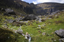 Dead Sheep in the Comeragh Mountains, County Waterford, Ireland by Panoramic Images