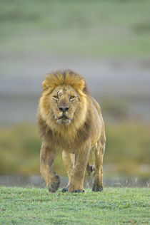 Portrait of a Lion walking in a field by Panoramic Images