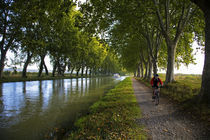 Lime Trees on Canal du Midi, Near Le Somail, Languedoc-Roussillon, France by Panoramic Images