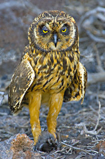 Close-up of a Short-Eared owl (Asio flammeus) with a Storm petrel in its claws von Panoramic Images