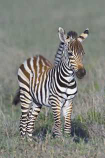 Young zebra standing in a field by Panoramic Images