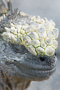 Close-up of a Marine Iguana (Amblyrhynchus cristatus) von Panoramic Images