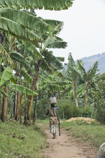Woman walking in a banana grove with a machete by Panoramic Images
