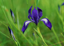 Oregon Iris Bud And Flowers In Bloom von Panoramic Images