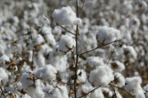 Close-up of cotton plants in a field, Wellington, Texas, USA by Panoramic Images