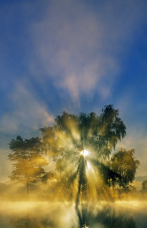 Sunstar through mist and silhouetted tree, Williams Pond, Maryland, USA. von Panoramic Images