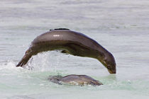 Galapagos sea lion (Zalophus wollebaeki) jumping into the sea von Panoramic Images