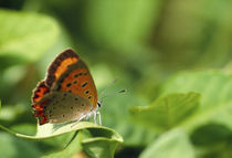 Butterfly perching on a leaf by Panoramic Images