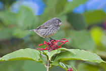 Close-up of a Small Ground-finch (Geospiza fuliginosa) perching on a plant by Panoramic Images