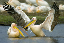 Two Great white pelicans wading in a lake by Panoramic Images