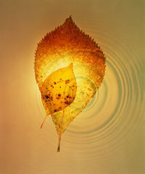 Superimposed amber leaves over circles with bright light von Panoramic Images