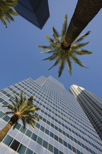 Low angle view of office buildings, Los Angeles, California, USA by Panoramic Images