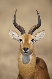 Close-up of a Ugandan kob (Kobus kob thomasi) by Panoramic Images