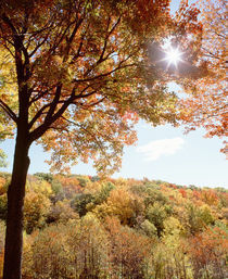 USA, New York State, Allegheny State Park, Autumn in the forest von Panoramic Images