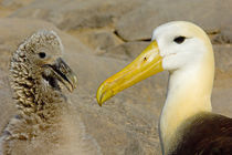 Close-up of a Waved albatross (Diomedea irrorata) with its young one von Panoramic Images