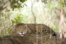Jaguar (Panthera onca) resting on a tree trunk by Panoramic Images