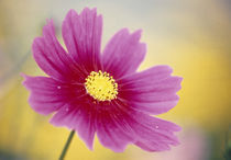 Close-up of a cosmos flower by Panoramic Images