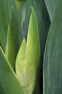 Iris flower (Iris germanica) bud and leaves, close up. von Panoramic Images