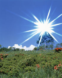 Bright star like bright light in blue sky von Panoramic Images