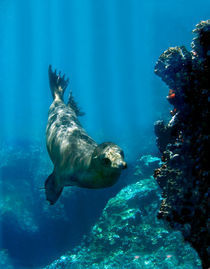 Galapagos sea lion (Zalophus wollebaeki) swimming underwater von Panoramic Images