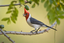 Red-Crested cardinal (Paroaria coronata) on a branch by Panoramic Images