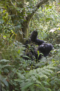Mountain gorilla (Gorilla beringei beringei) in a forest von Panoramic Images