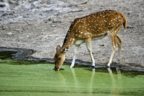 Spotted deer (Axis axis) drinking water from a lake by Panoramic Images