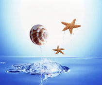A shell and two starfish floating above bubbling water by Panoramic Images