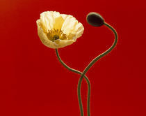 Close up cream poppy and seed pod on red background von Panoramic Images