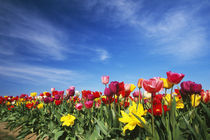 Field of blooming tulip flowers, Willamette Valley, Oregon, united states, von Panoramic Images