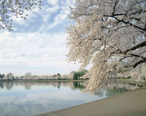 Cherry Blossom trees around the tidal basin, Washington DC, USA by Panoramic Images