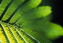 Close-up of leaves von Panoramic Images