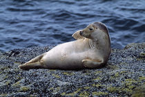 Seal lying on Bass Rock, Scotland. by Panoramic Images