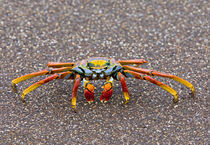 Close-up of a Sally Lightfoot crab (Grapsus grapsus), Galapagos Islands, Ecuador von Panoramic Images