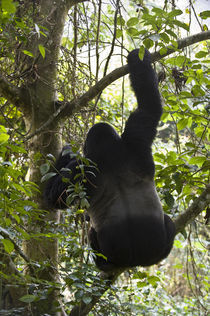 Mountain gorilla (Gorilla beringei beringei) climbing a tree by Panoramic Images