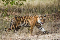 Bengal Tiger (Panthera tigris tigris) cub in a forest by Panoramic Images