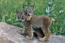 Pair of lynx kittens playing on rock, Minnesota, USA. von Panoramic Images
