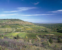 Vineyards on a landscape, Rocheport, Hautes-Cotes, Burgundy, France by Panoramic Images